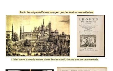 Visite commentée d'un jardin consacré aux plantes médicinales